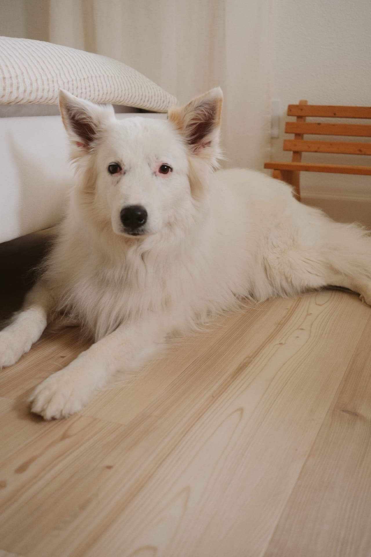 Fluffy white dog resting calmly on a wood floor