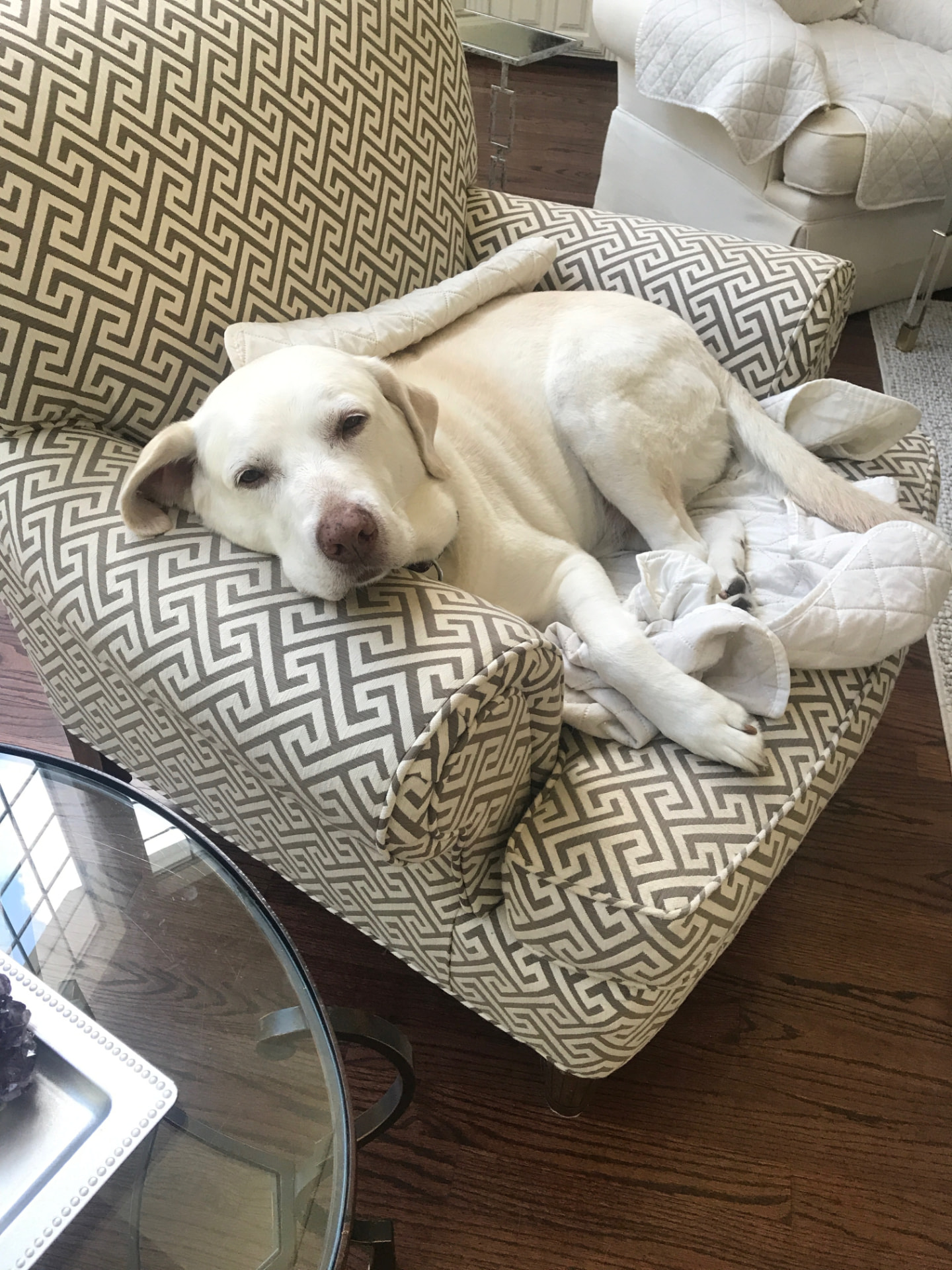 Senior yellow lab napping in an armchair