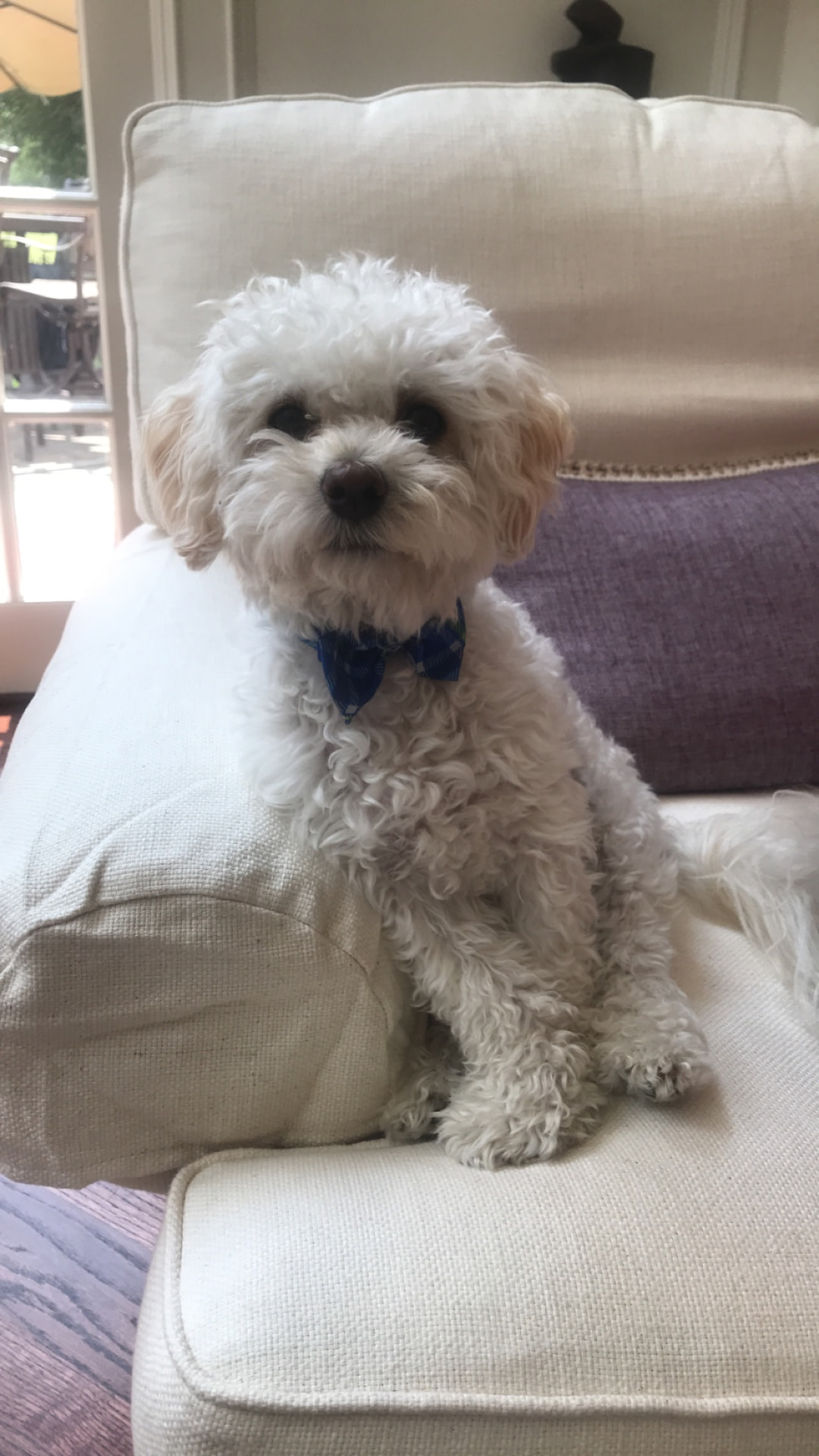 Small white curly-coated dog in a blue bow tie sitting on a cream armchair