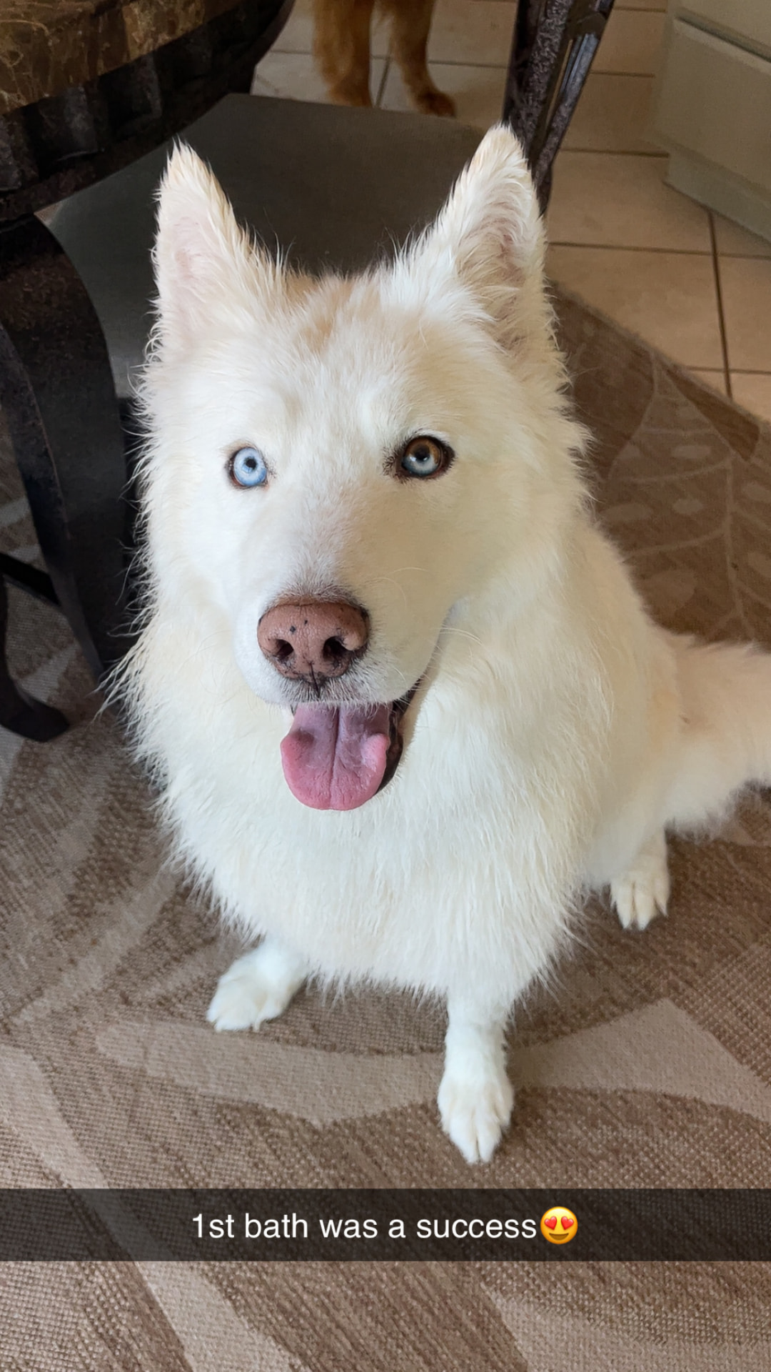 White husky with blue eyes after a bath