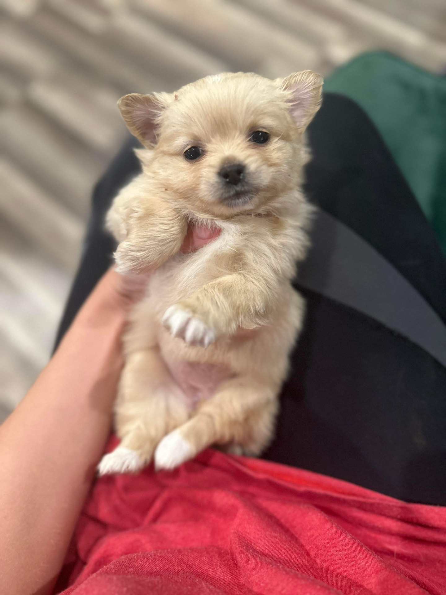 Cream-colored fluffy puppy being gently held
