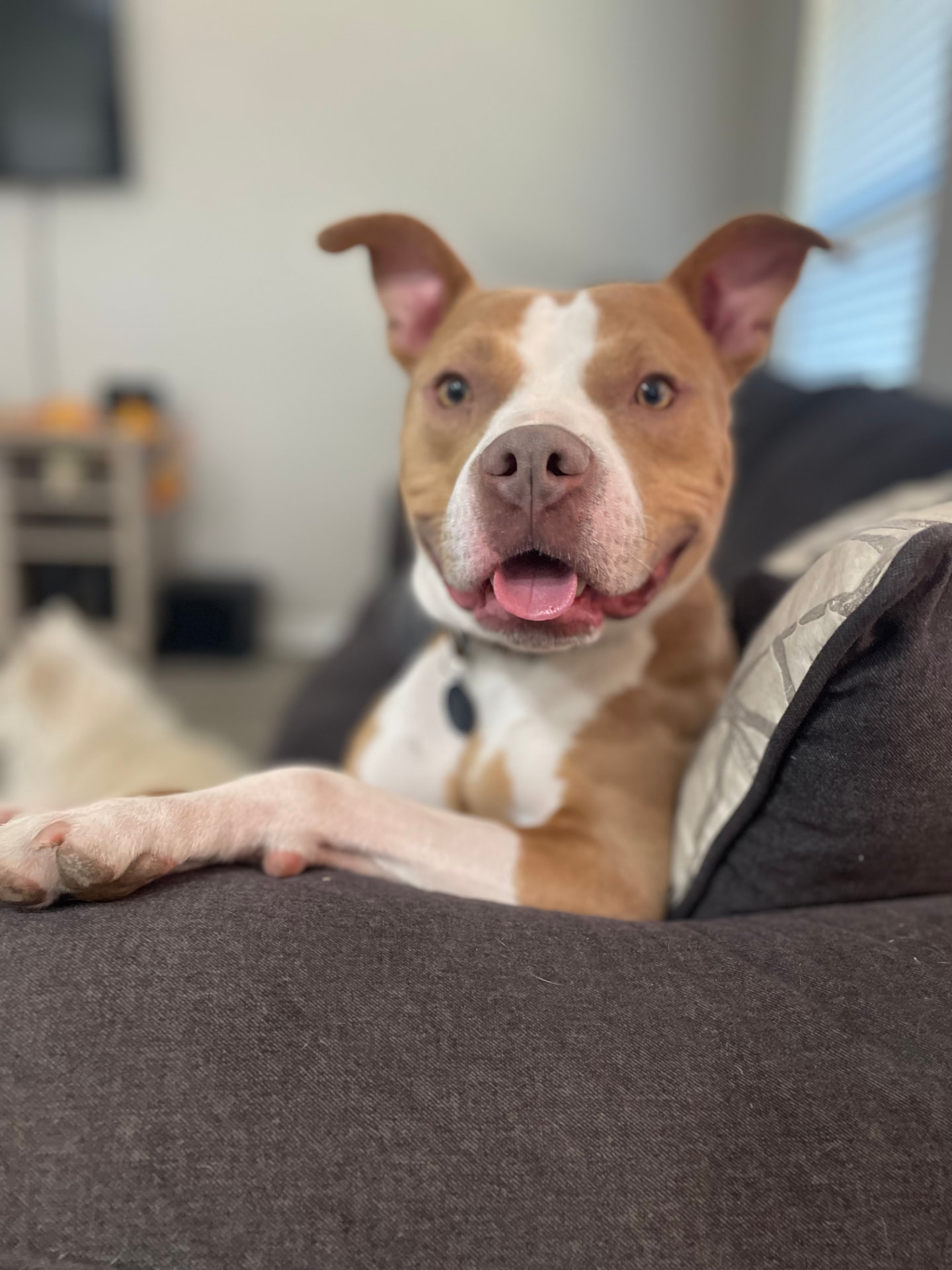Smiling tan and white pit bull on the couch