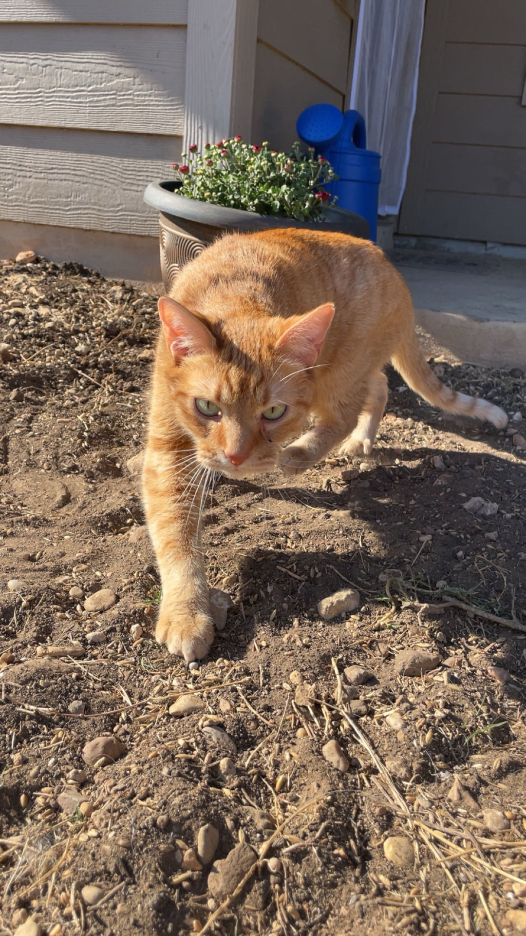 Orange tabby cat walking outside in the sun
